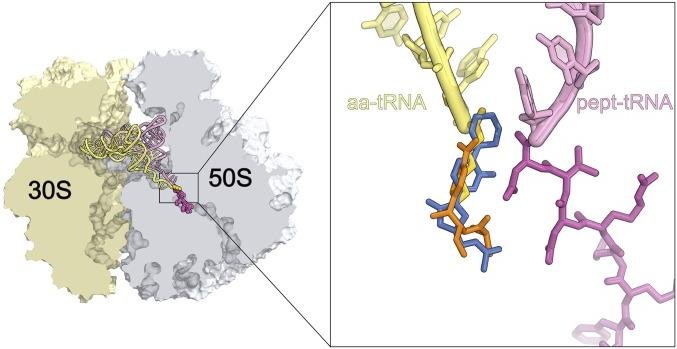 Ribosome 30S and 50S subunits with aa-tRNA and pept-tRNA at the active site where peptidyl transferase forms the peptide bond