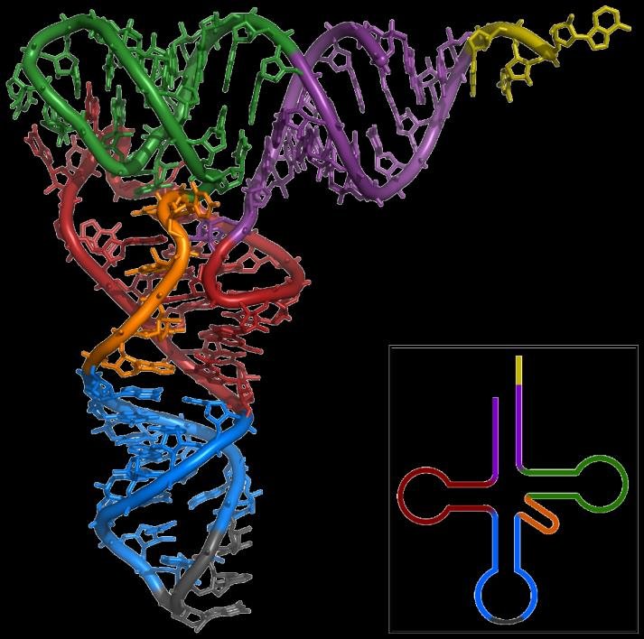 Three dimensional L-shaped tertiary structure of tRNA, colour matched to the acceptor, D, TpsiC and anticodon arms of its cloverleaf