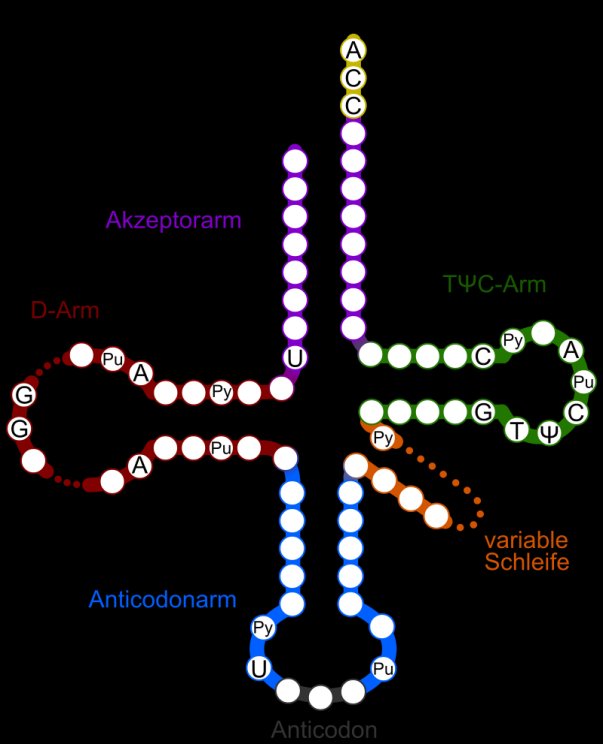 tRNA cloverleaf secondary structure: acceptor arm, D-arm, TpsiC-arm and anticodon arm with anticodon, plus a variable loop, purine and pyrimidine positions marked