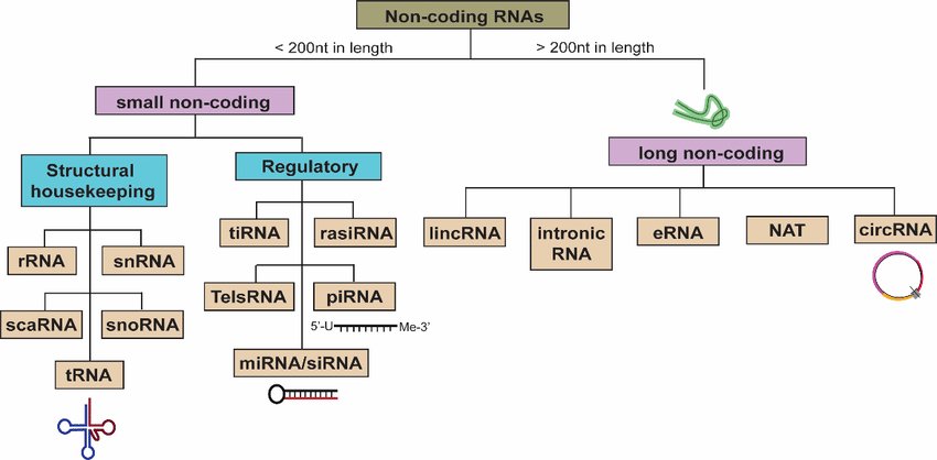 Classification of non-coding RNAs by length: small non-coding types rRNA, snRNA, tRNA, miRNA, siRNA and telomeric RNA, and long non-coding types lincRNA, intronic RNA, eRNA, NAT and circRNA