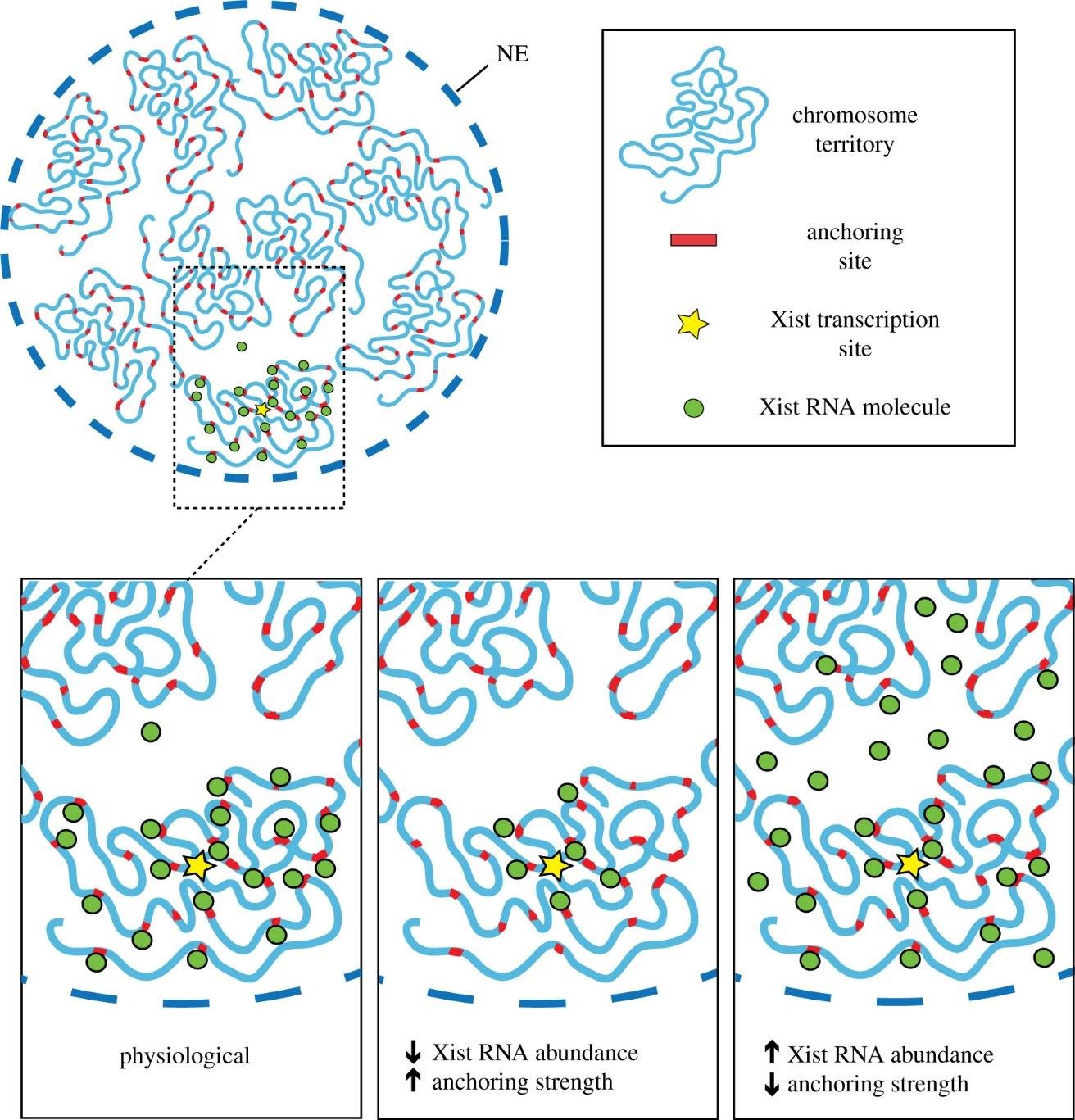 Chromosome territories in the nucleus with anchoring sites, Xist transcription site and Xist RNA molecules accumulating around and anchoring to the inactivated X chromosome
