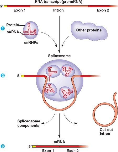 Spliceosome assembly from snRNPs and other proteins around a pre-mRNA transcript, removing the intron as a loop and joining exon 1 to exon 2 to form mRNA