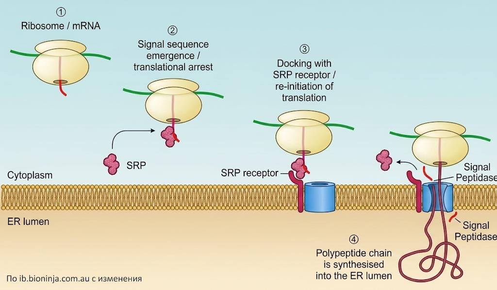 Signal recognition particle pathway: ribosome translation arrest on signal sequence emergence, SRP docking with its receptor at the ER membrane, then polypeptide synthesis into the ER lumen