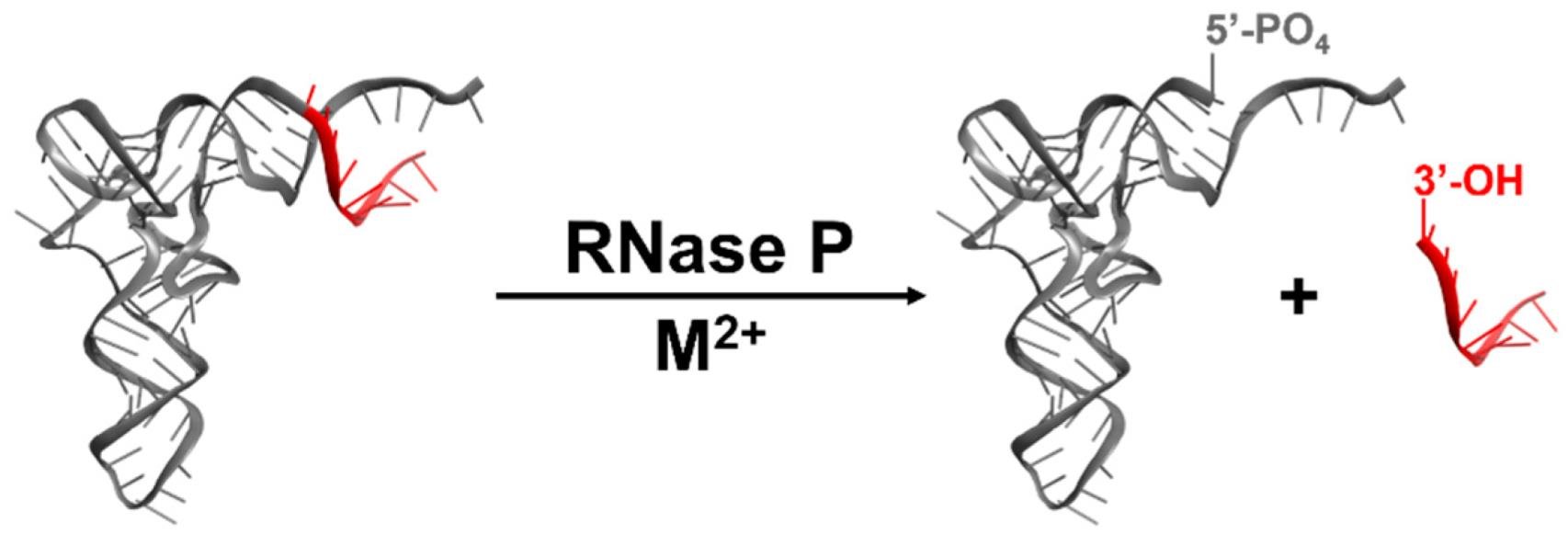 RNase P with a divalent metal ion cleaving a precursor tRNA into the mature tRNA with a 5' phosphate and a released fragment with a 3' hydroxyl