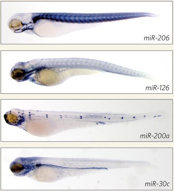 Zebrafish embryos stained by in situ hybridisation showing tissue specific expression of miR-206 in muscle, miR-126 in blood vessels, miR-200a in the lateral line and miR-30c in the kidney