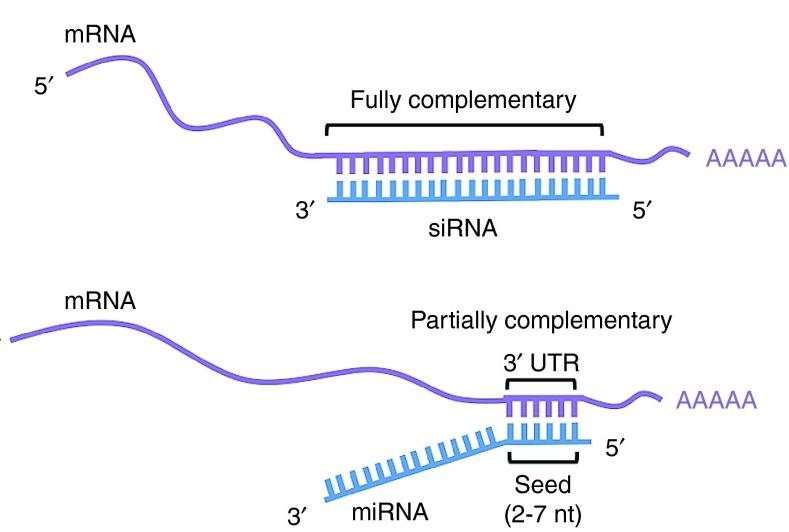 mRNA paired with a fully complementary siRNA compared with a partially complementary miRNA pairing only at its seed sequence within the 3' UTR