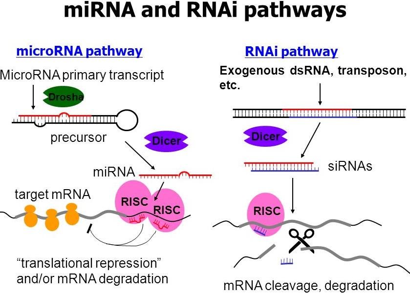 microRNA pathway with Drosha and Dicer processing a primary transcript into miRNA loaded into RISC, alongside the RNAi pathway where Dicer cuts exogenous double stranded RNA into siRNA for RISC
