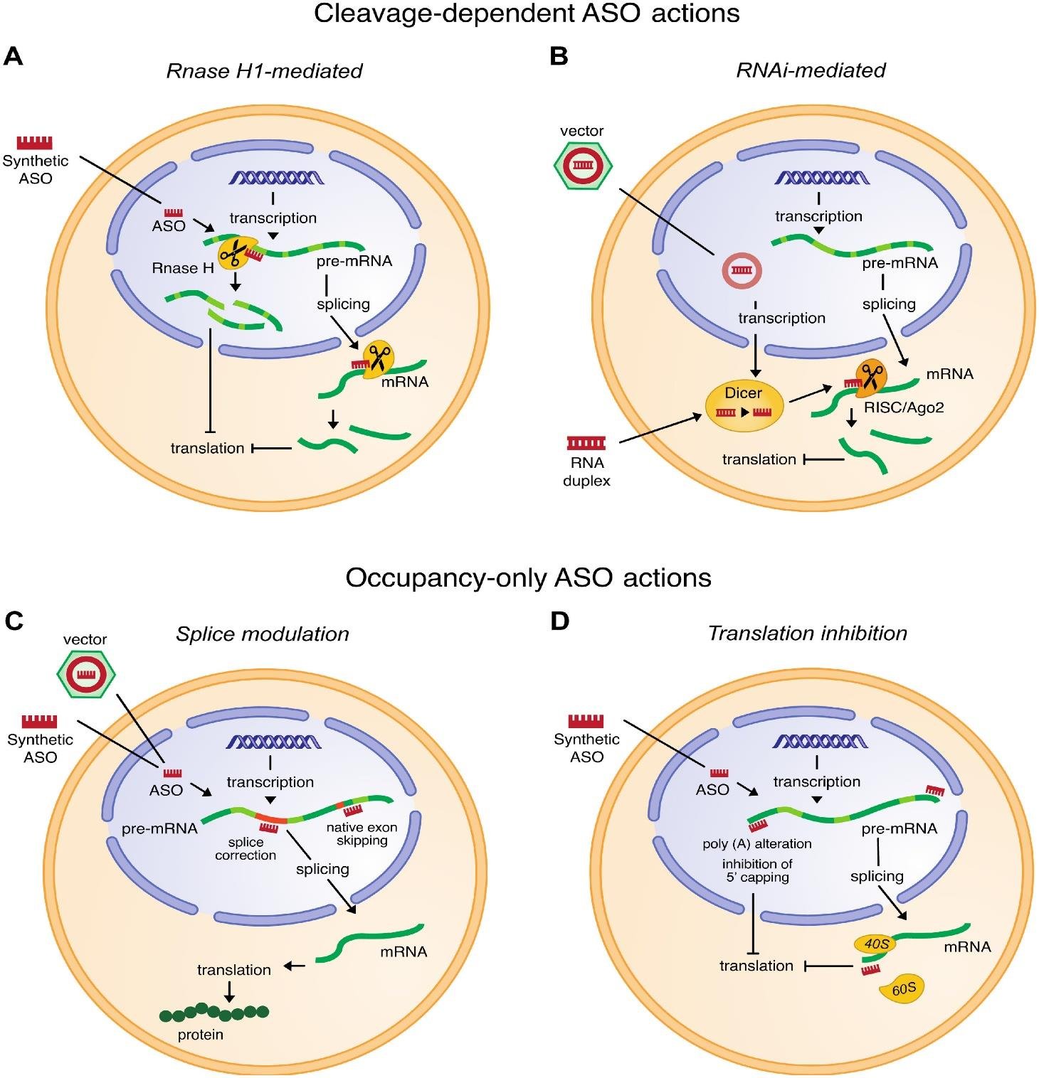 Four ASO mechanisms in a cell: RNase H1 mediated cleavage, RNAi mediated cleavage, splice modulation, and translation inhibition by blocking the ribosome or capping