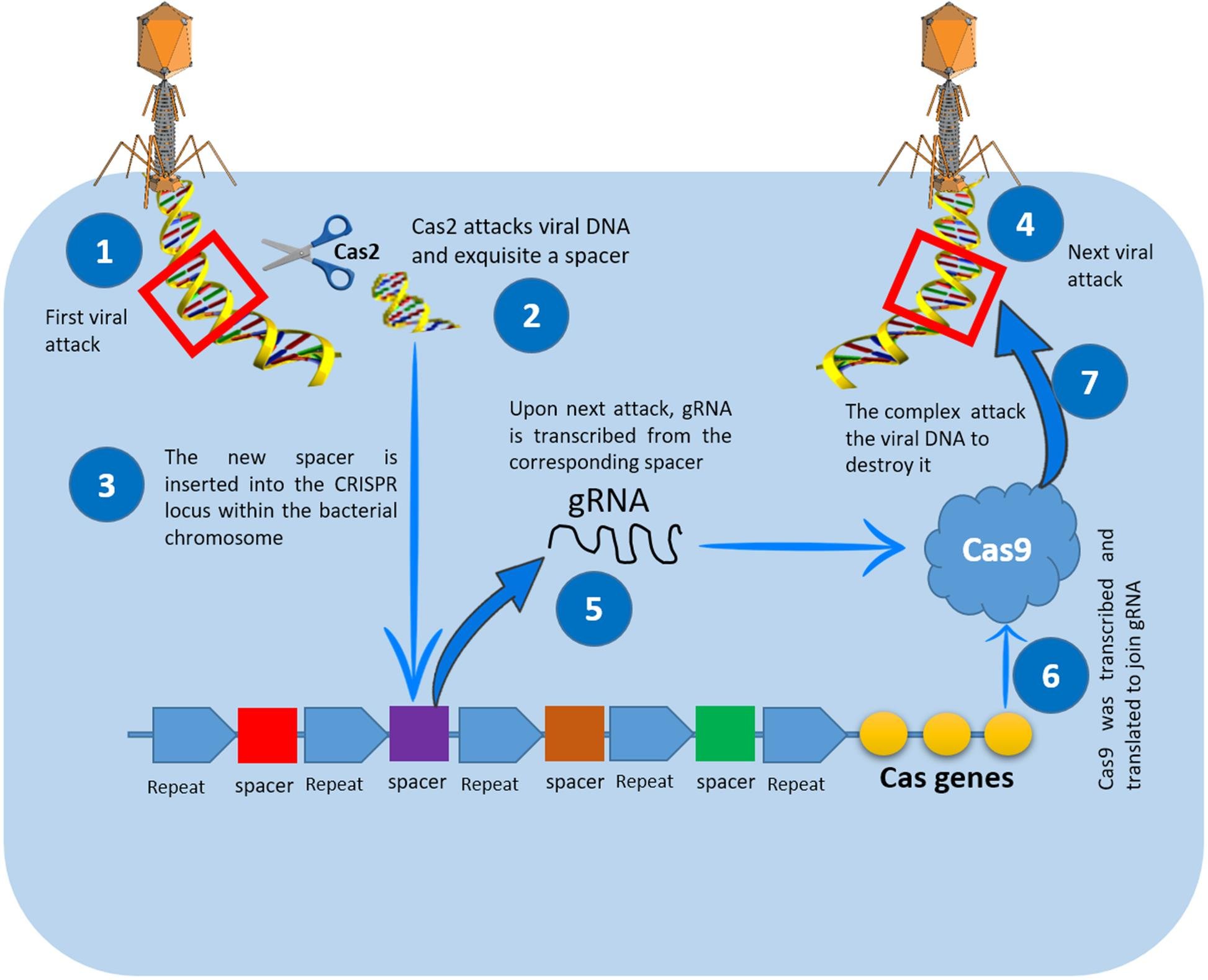 CRISPR immune memory cycle: a viral DNA fragment is cut by Cas2 and stored as a new spacer, later transcribed into guide RNA that directs Cas9 to cut matching viral DNA on reinfection