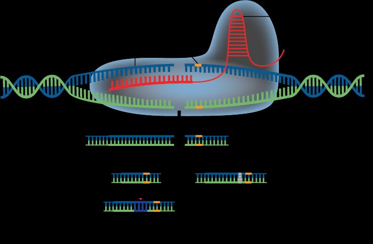 Cas9 protein with a guide RNA bound to double stranded target DNA above possible repair outcomes at the cut site, showing insertions and deletions