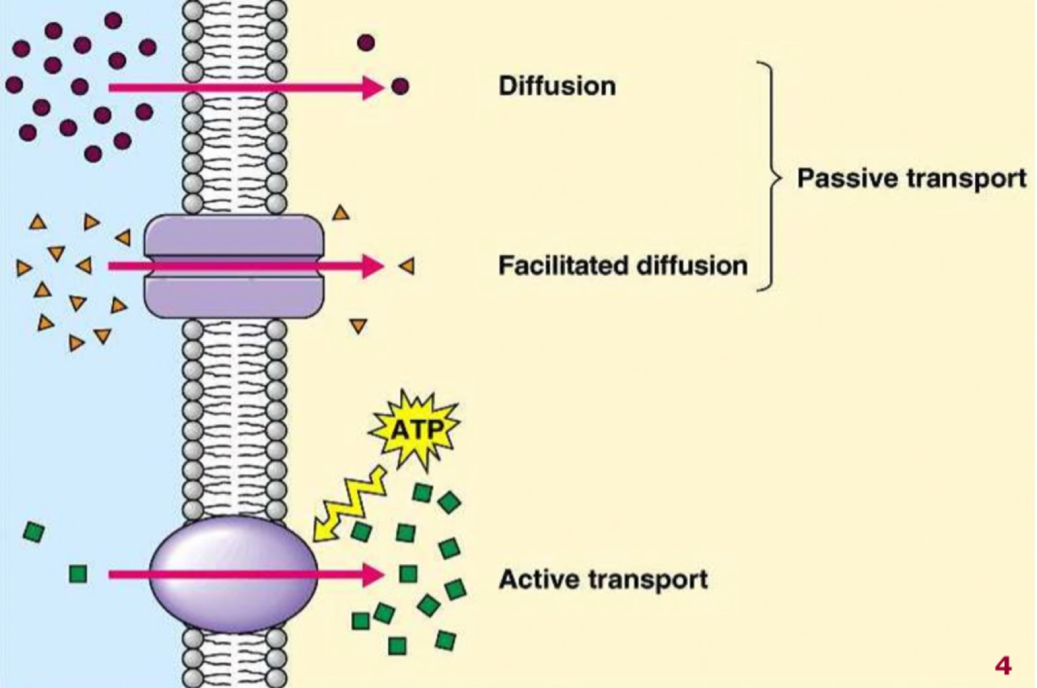 Diagram of a membrane showing diffusion and facilitated diffusion grouped as passive transport, and below them active transport driven by ATP