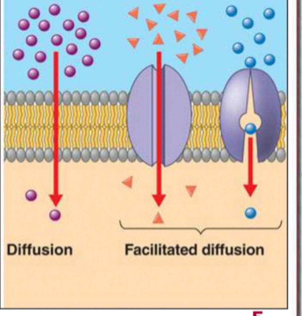 Diagram contrasting diffusion straight through the bilayer with facilitated diffusion through two membrane proteins