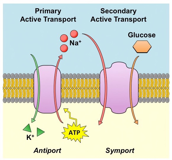 Diagram comparing primary active transport, in which a pump driven by ATP moves sodium out and potassium in, with secondary active transport, in which glucose enters alongside sodium