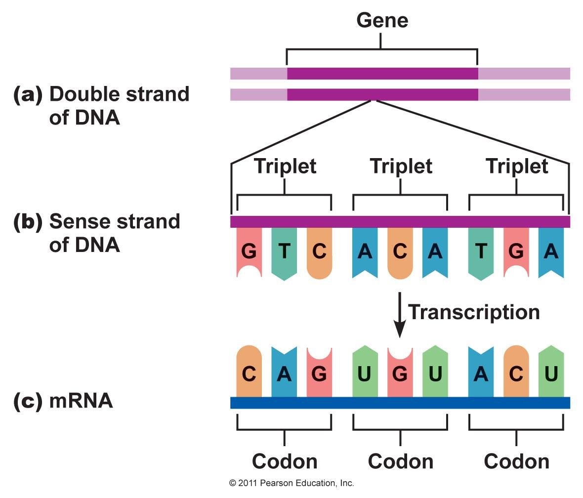 A gene on the double strand of DNA is divided into triplets on the sense strand (GTC ACA TGA), transcribed into mRNA (CAG UGU ACU) and read as codons