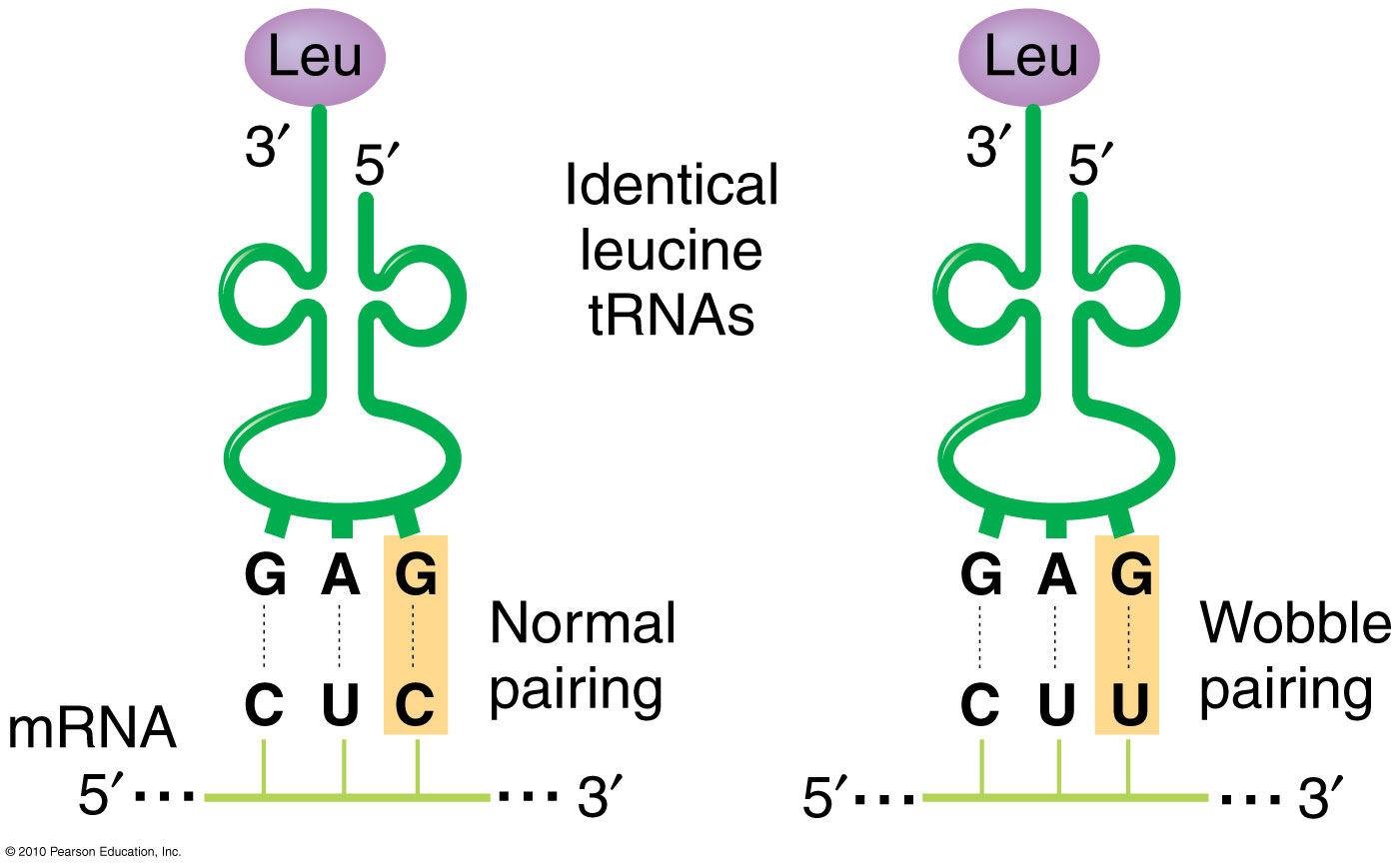 Two identical leucine tRNAs with anticodon GAG: normal pairing with codon CUC (G to C) versus wobble pairing with codon CUU (G to U at the third codon position)