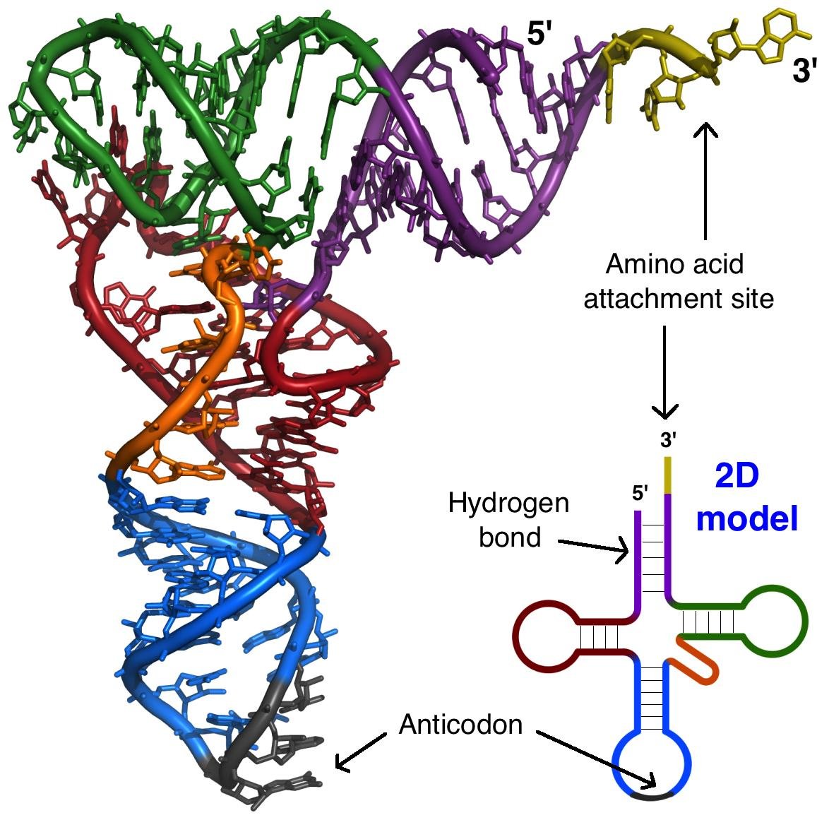 tRNA tertiary structure and matching 2D cloverleaf model, coloured by arm, showing the amino acid attachment site at the 3' end, the hydrogen-bonded acceptor stem and the anticodon loop at the opposite end