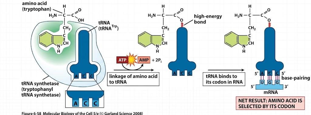 Tryptophanyl-tRNA synthetase linking tryptophan to tRNA(Trp): ATP is consumed (releasing AMP and 2 phosphates) to form a high-energy bond between the amino acid and the CCA end, after which the charged tRNA base-pairs its anticodon to the UGG codon on mRNA