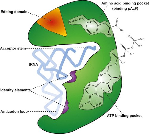 Aminoacyl-tRNA synthetase schematic with its binding centres labelled: the amino acid binding pocket, the ATP binding pocket, the acceptor stem and identity elements of the bound tRNA, the anticodon loop, and a separate editing domain