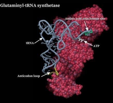 Crystal structure of glutaminyl-tRNA synthetase (red) with bound tRNA (blue), showing the amino acid attachment site, the ATP binding site and the tRNA anticodon loop