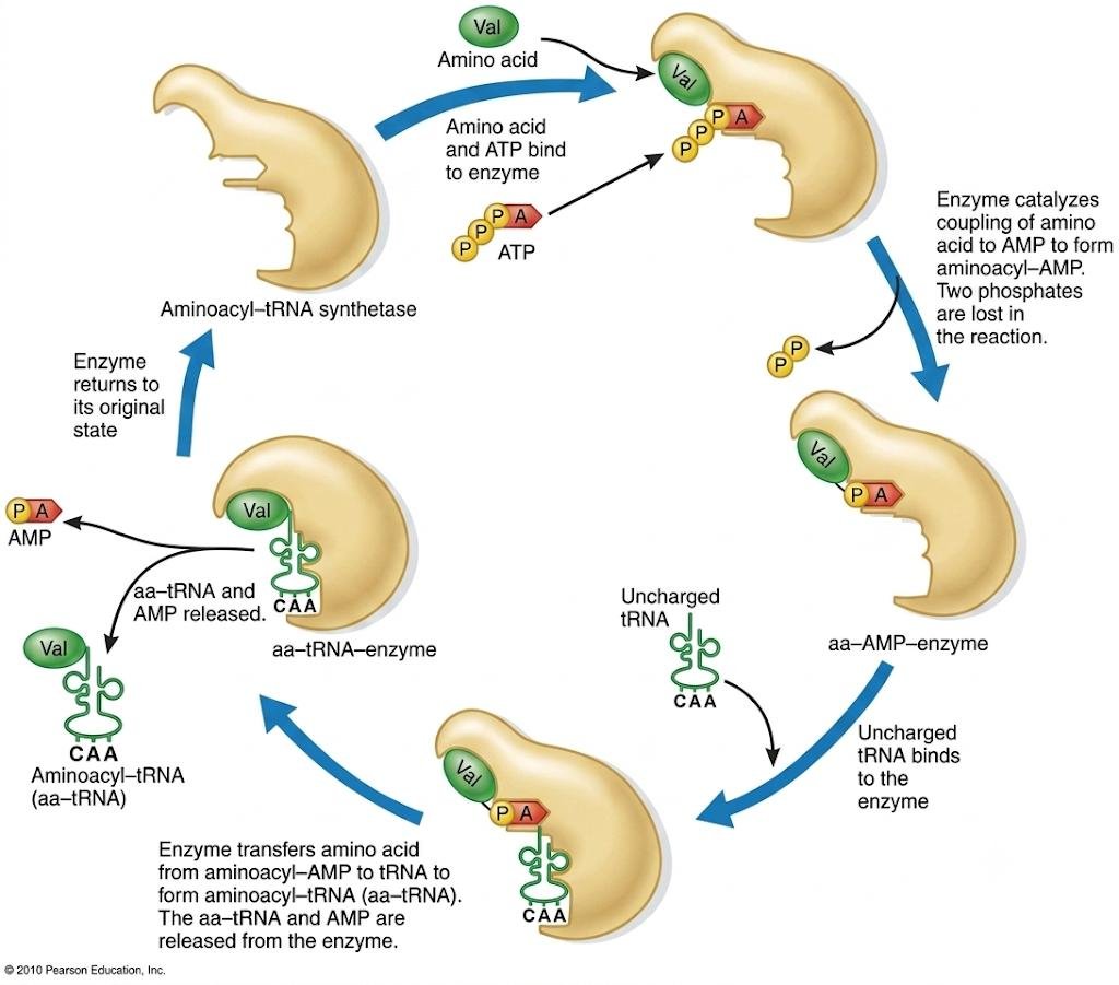 Two-stage aminoacyl-tRNA synthetase cycle: the amino acid (valine) and ATP bind and are coupled to form aminoacyl-AMP releasing pyrophosphate, then an uncharged tRNA (CAA end) binds and receives the amino acid to form aminoacyl-tRNA, releasing AMP and freeing the enzyme