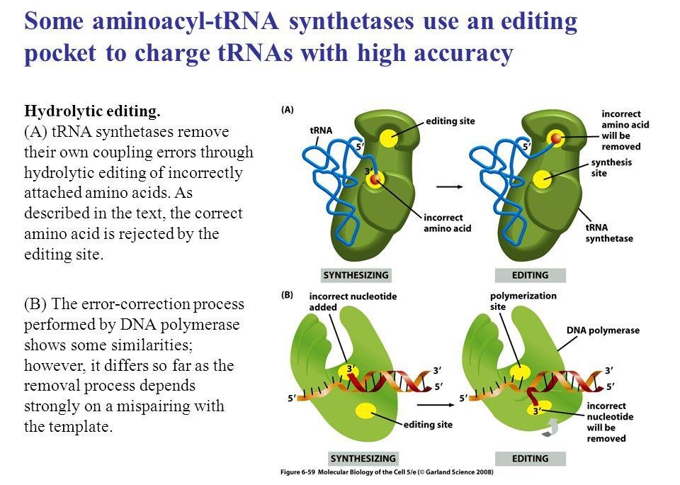 Hydrolytic editing by an aminoacyl-tRNA synthetase: an incorrectly attached amino acid at the synthesis site is moved to a separate editing site and removed, compared with DNA polymerase proofreading, which instead depends on a mispairing with the template