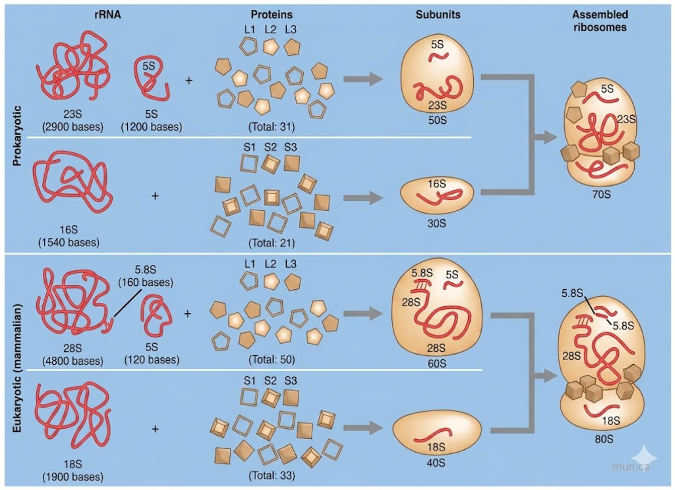 Ribosome assembly compared: prokaryotic 23S and 5S rRNA with L proteins form the 50S subunit, and 16S rRNA with S proteins forms the 30S subunit, giving a 70S ribosome; eukaryotic 28S, 5.8S and 5S rRNA with proteins form the 60S subunit, and 18S rRNA forms the 40S subunit, giving an 80S ribosome