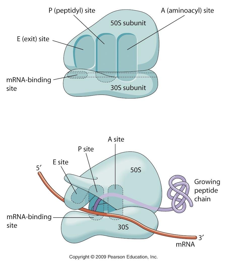 Ribosome RNA binding sites: the mRNA-binding site spans the 30S subunit, while the E (exit), P (peptidyl) and A (aminoacyl) sites for tRNA span the 50S and 30S subunits, shown here with mRNA threading through and a growing peptide chain emerging