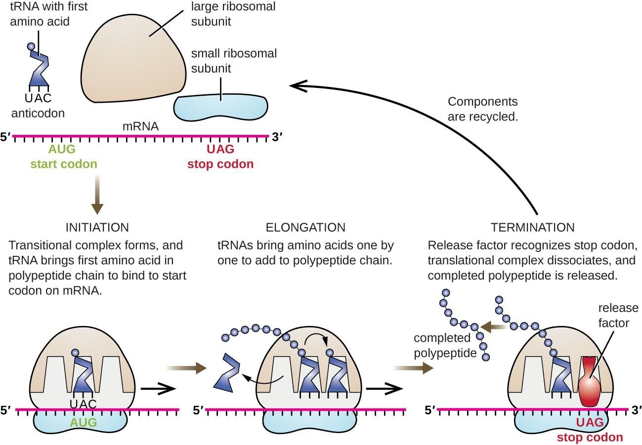 Translation cycle overview: initiation (tRNA brings the first amino acid to the AUG start codon), elongation (tRNAs add amino acids one by one to the growing polypeptide) and termination (the release factor at the UAG stop codon releases the completed polypeptide) before components are recycled