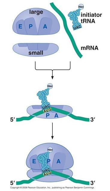 Assembly of the initiation complex: the large subunit (with E, P, A sites) and small subunit separate, the initiator tRNA carrying fMet (anticodon UAC) binds the small subunit and mRNA at the AUG codon in the P site, then the large subunit joins to complete the ribosome