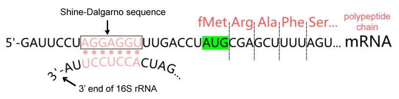Shine-Dalgarno sequence AGGAGGU on the mRNA base-pairs with the complementary UCCUCCA sequence at the 3' end of 16S rRNA, positioning the ribosome so the AUG start codon (green) sits ready to bind fMet-tRNA and begin the polypeptide chain