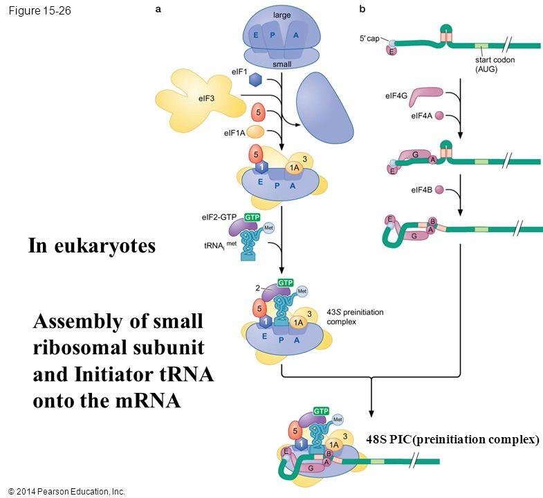 Eukaryotic assembly of the small ribosomal subunit and initiator tRNA onto the mRNA: eIF1, eIF3 and eIF1A join the small subunit, eIF2-GTP delivers the initiator tRNA(Met) to form the 43S preinitiation complex, which then joins the capped mRNA (via eIF4G, eIF4A, eIF4B) at the start codon to give the 48S preinitiation complex