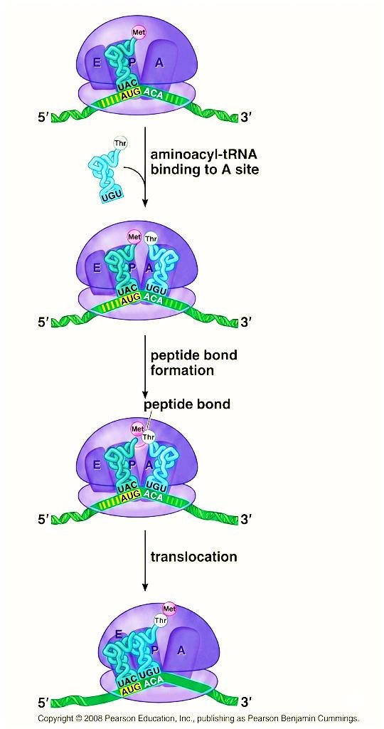 Elongation cycle: an aminoacyl-tRNA carrying threonine (anticodon UGU) binds the A site next to the tRNA carrying Met in the P site, a peptide bond forms between Met and Thr, and translocation shifts both tRNAs one site over (P to E, A to P), freeing the A site