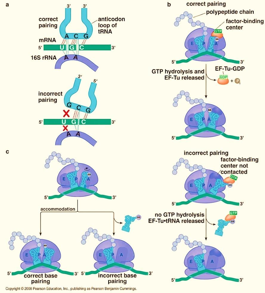 Error control in elongation: correct codon-anticodon pairing (ACG with UGC) lets EF-Tu hydrolyse GTP and be released so the tRNA is accommodated, while incorrect pairing (GCG with UGC) leaves the factor-binding centre uncontacted, EF-Tu is released without GTP hydrolysis, and the mismatched tRNA is rejected