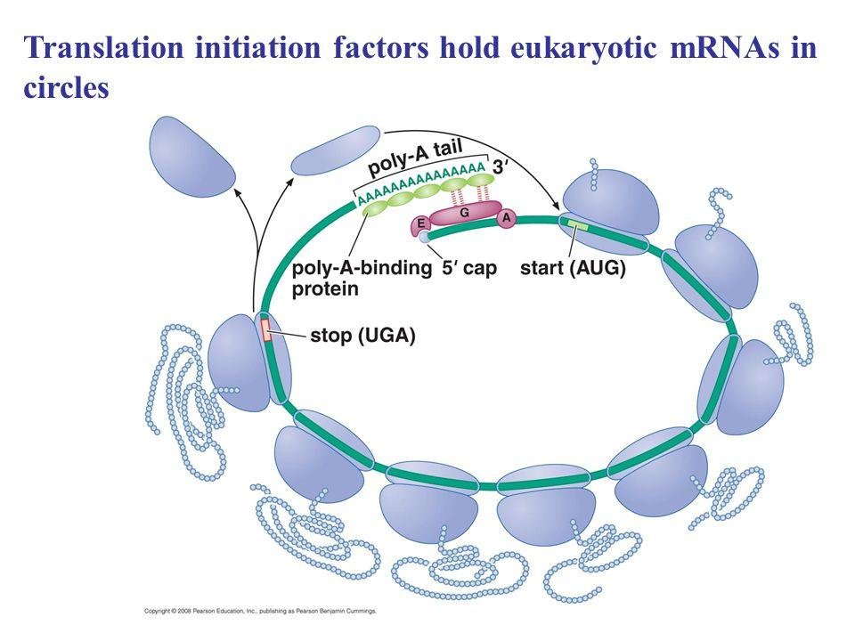 Translation initiation factors hold eukaryotic mRNAs in circles: several ribosomes translate a circularised mRNA from the start (AUG) to the stop (UGA) codon, with the poly-A tail, poly-A-binding protein and 5' cap linked through factors E, G and A