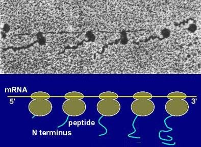 Electron micrograph and matching schematic of a polysome: several mushroom-shaped ribosomes attached to one mRNA (5' to 3'), each with a zigzag nascent peptide chain trailing from its N terminus