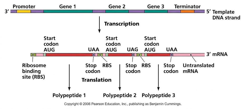A prokaryotic operon mRNA transcribed from genes 1, 2 and 3, each with its own ribosome binding site (RBS) and start codon AUG upstream of its own stop codon, so translation of polypeptides 1, 2 and 3 can begin independently in the middle of the message