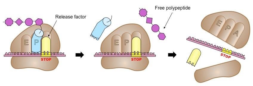 Termination: a release factor occupies the A site at a stop codon, the finished polypeptide is released from the tRNA in the P site, and the ribosomal subunits then dissociate from the mRNA