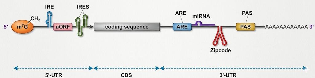 Regulatory elements of a eukaryotic mRNA from 5' to 3': m7G cap, IRE and IRES in the 5'-UTR, uORF, the coding sequence (CDS), then the ARE, a miRNA target and a zipcode sequence in the 3'-UTR, followed by the PAS and poly(A) tail
