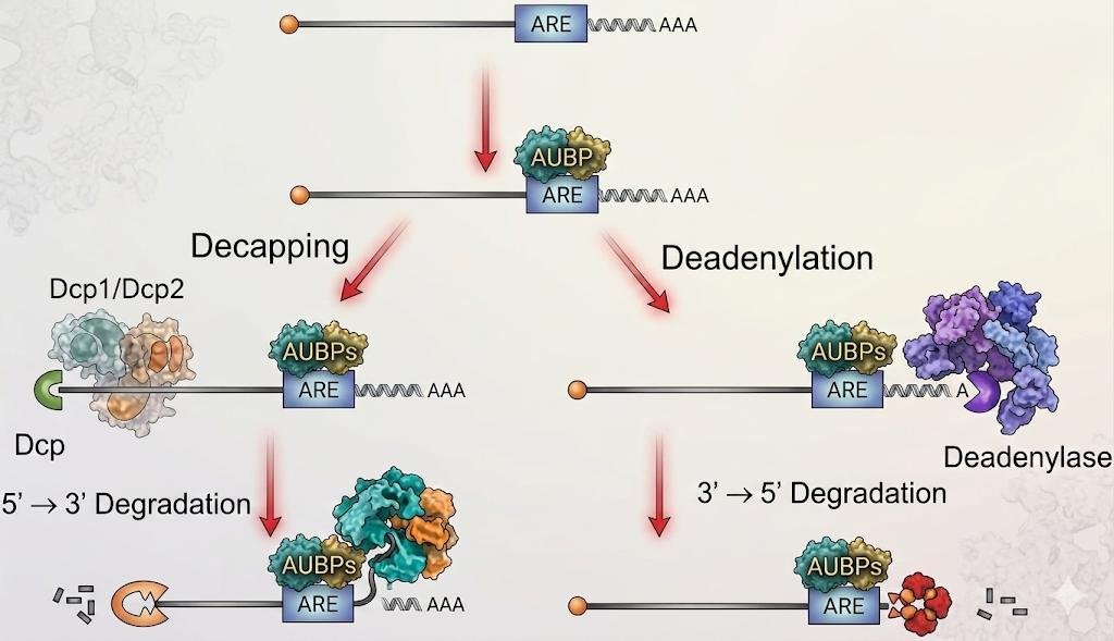 AU-binding proteins (AUBPs) bind the ARE and recruit either the Dcp1/Dcp2 decapping complex, leading to 5' to 3' exonuclease degradation, or a deadenylase, leading to 3' to 5' degradation of the poly(A) tail