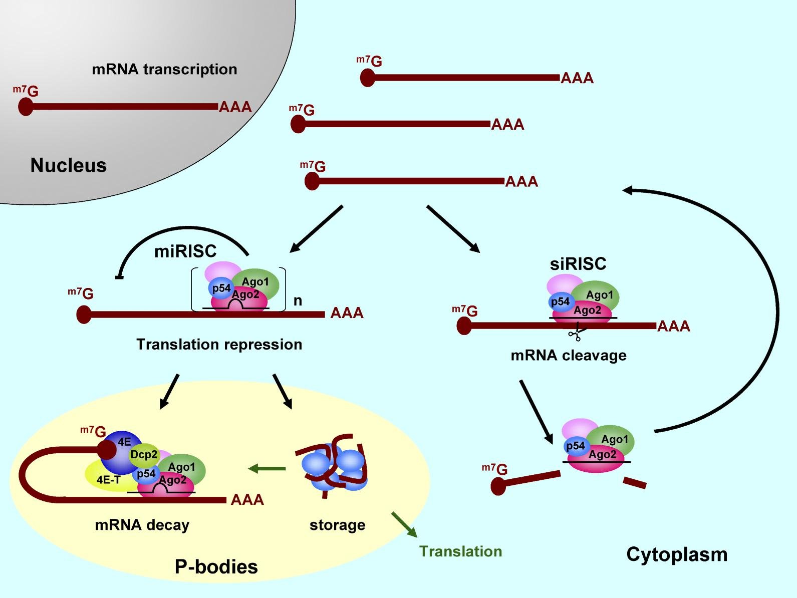 miRISC (with Ago1, Ago2, p54) represses translation of a capped, polyadenylated mRNA and can route it to P-bodies for decay or storage, while siRISC cleaves its target mRNA directly, both recycling the Ago-containing complex afterwards