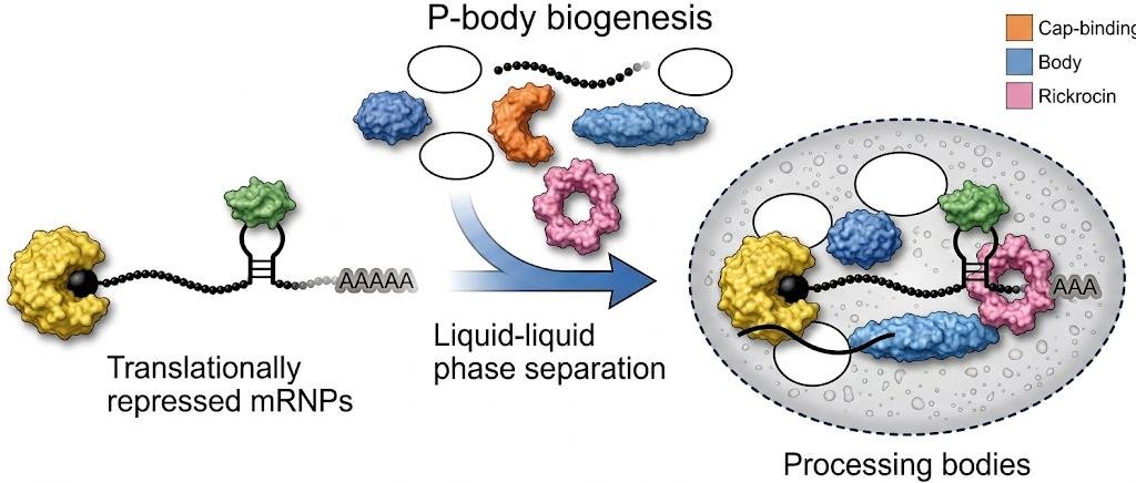 P-body biogenesis: a translationally repressed mRNP (with cap-binding, body and RNA-binding proteins) undergoes liquid-liquid phase separation to form a processing body containing several such repressed mRNPs