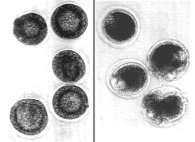 Two sets of cultured sea urchin embryos at the blastula stage, photographed under the two antibiotic treatments described in the text; the panels are not individually labelled as actinomycin D or cycloheximide