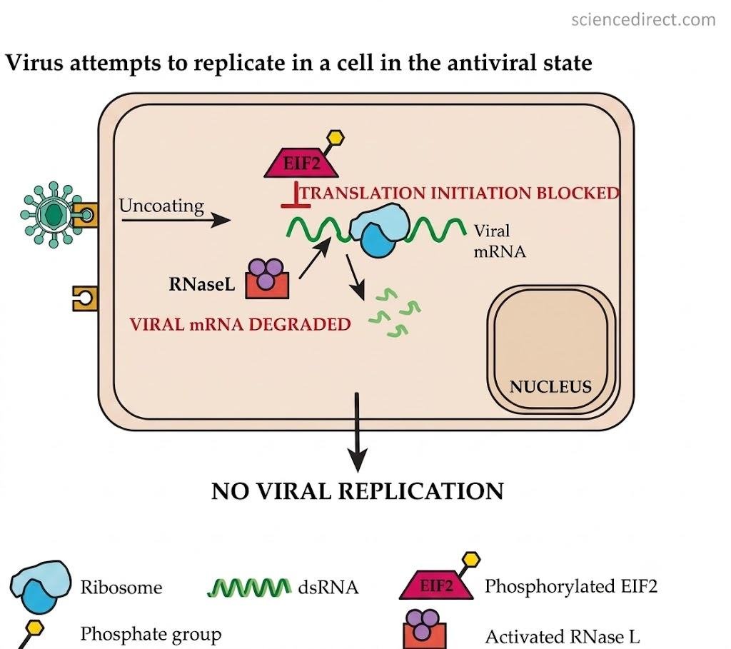 A cell in the antiviral state: phosphorylated eIF2 blocks translation initiation of incoming viral mRNA, and activated RNase L degrades the viral mRNA, so the virus's uncoated genome cannot replicate
