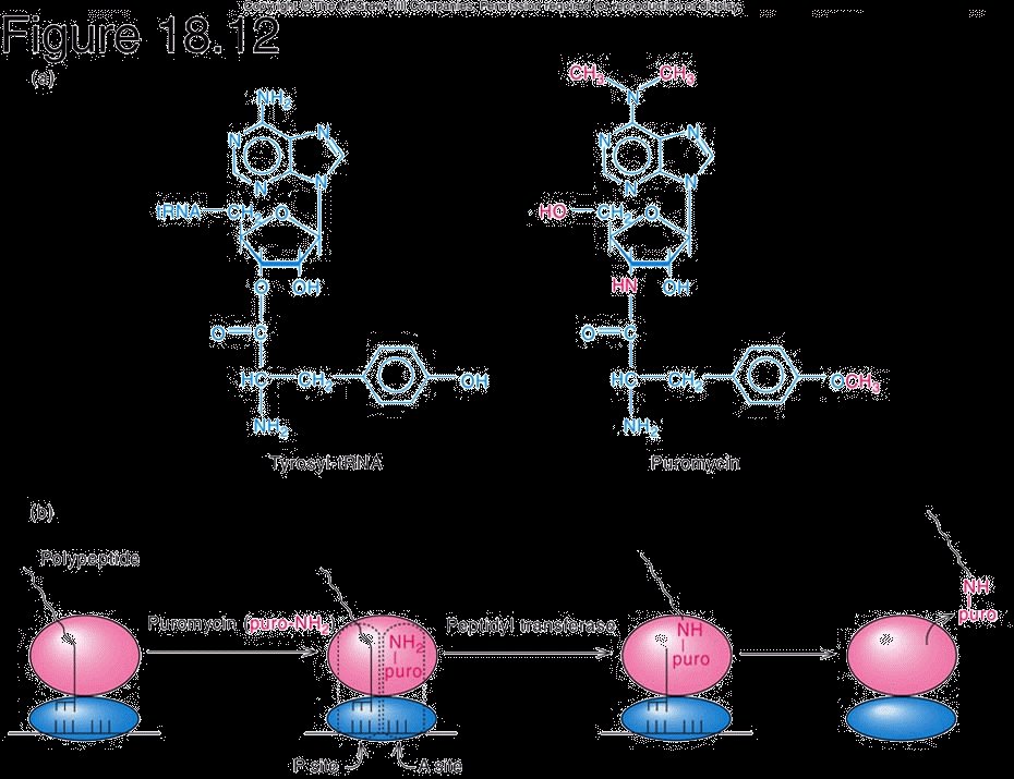 Puromycin's structure resembles the aminoacyl end of tyrosyl-tRNA; it enters the ribosomal A site and peptidyl transferase transfers the growing polypeptide onto puromycin, which then releases from the ribosome, ending translation prematurely