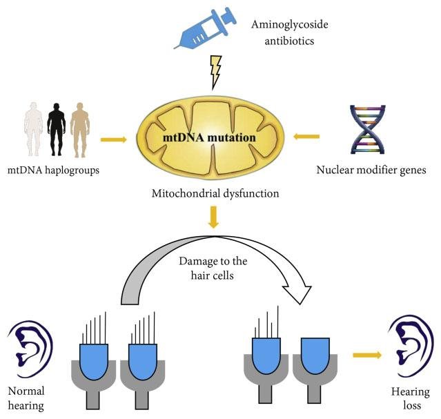 Aminoglycoside antibiotics combine with mtDNA haplogroups and nuclear modifier genes to cause mtDNA mutation and mitochondrial dysfunction, damaging the inner ear's sensory hair cells and causing hearing loss