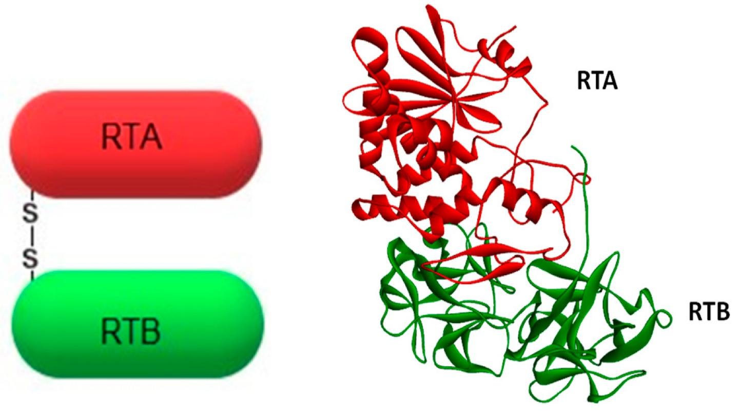 Ricin's two chains, RTA and RTB, joined by a disulfide bond (S-S), shown as a simplified diagram and as the actual crystal structure with the RTA and RTB domains labelled