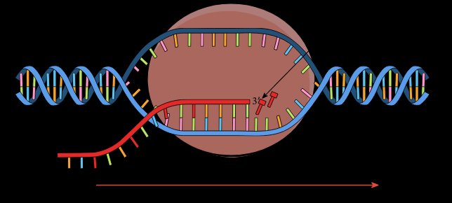 RNA polymerase, orange, moving along a DNA double helix, opening a transcription bubble and extending a red RNA strand in the direction of the arrow