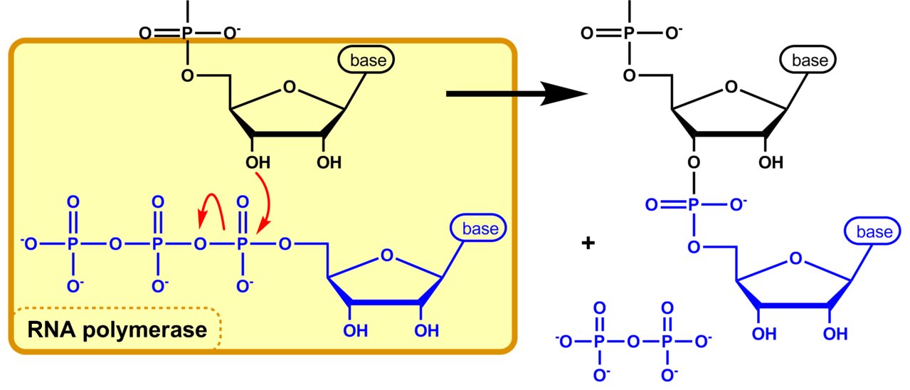 Reaction mechanism of nucleotide addition by RNA polymerase: attack on the phosphate forms the new phosphodiester bond and releases pyrophosphate