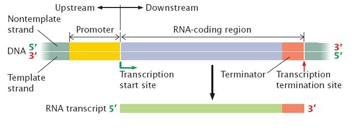 Transcription unit on DNA: promoter, RNA coding region and terminator marked, with the transcription start site, transcription termination site and resulting 5' to 3' RNA transcript below