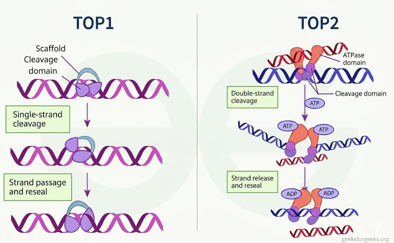 TOP1 makes a single-strand cleavage in DNA and reseals it after strand passage, while TOP2 makes an ATP dependent double-strand cleavage and reseal